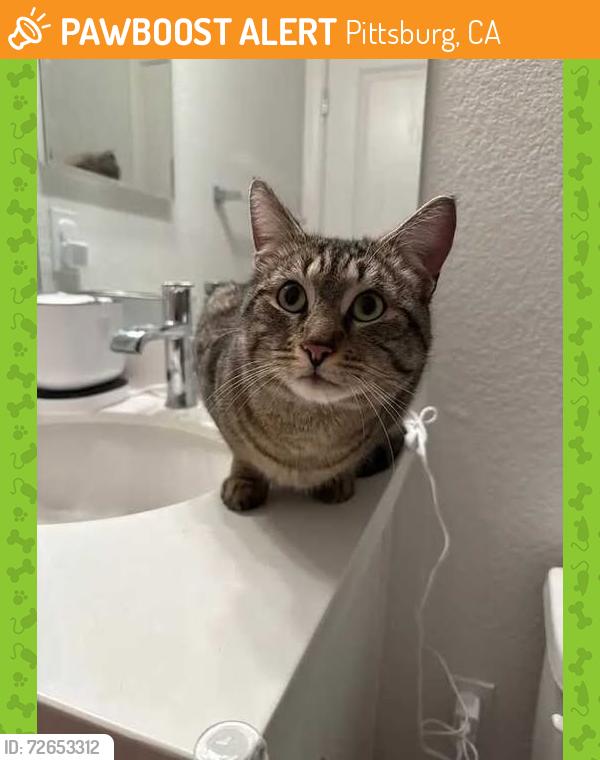 Found/Stray Male Cat last seen cottonwood & hearth, Pittsburg, CA 94565