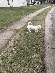 Found/Stray Unknown Dog last seen 62nd and Terrytown parkway , Indianapolis, IN 46254