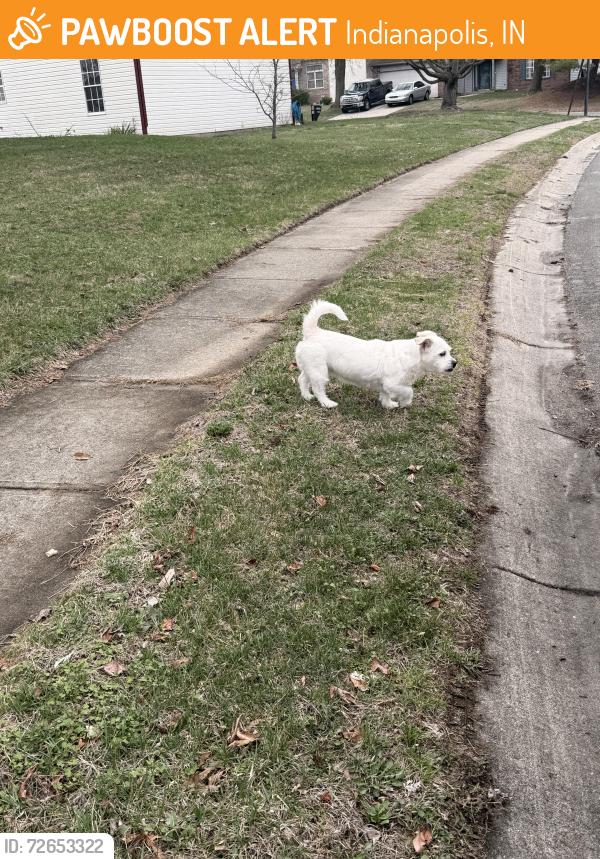 Found/Stray Unknown Dog last seen 62nd and Terrytown parkway , Indianapolis, IN 46254
