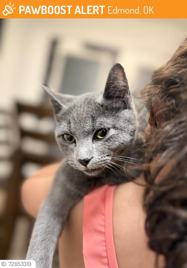 Found/Stray Male Cat last seen Rolling green’s apmts , Edmond, OK 73034