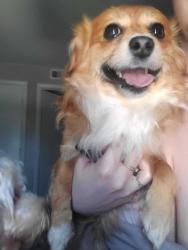 Lost Male Dog last seen W 46th and high-school , Indianapolis, IN 46254