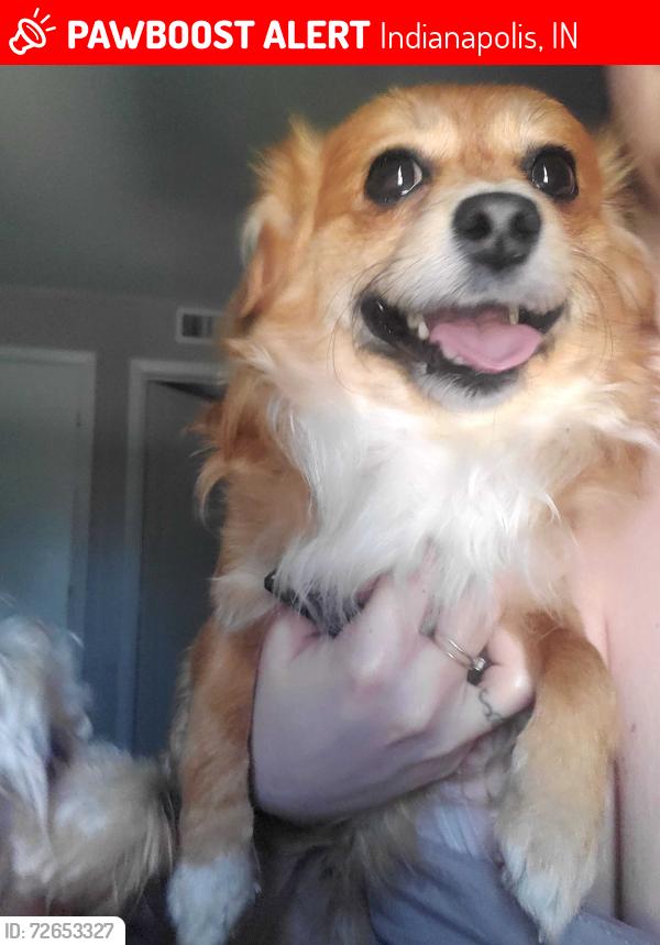 Lost Male Dog last seen W 46th and high-school , Indianapolis, IN 46254
