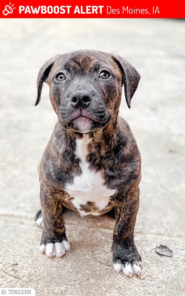Lost Male Dog last seen E29TH AND AURORA , Des Moines, IA 50317