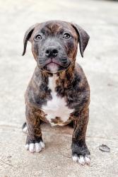 Lost Male Dog last seen E29TH AND AURORA , Des Moines, IA 50317