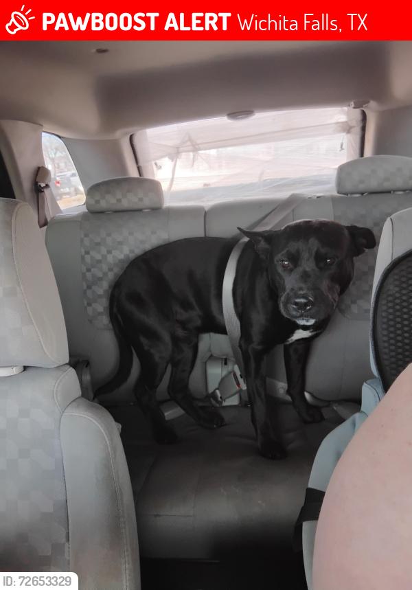 Lost Male Dog last seen Fas Pac (Phillips 66), Wichita Falls, TX 76302