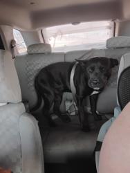 Lost Male Dog last seen Fas Pac (Phillips 66), Wichita Falls, TX 76302