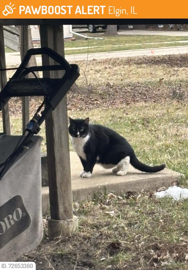 Found/Stray Unknown Cat last seen Walnut Ave, Elgin, IL 60123