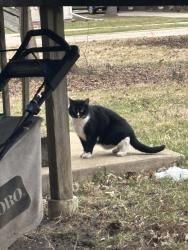 Found/Stray Unknown Cat last seen Walnut Ave, Elgin, IL 60123