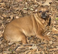 Lost Female Dog last seen Glenwood south, Raleigh, NC 27603