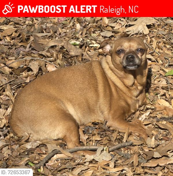 Lost Female Dog last seen Glenwood south, Raleigh, NC 27603