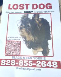 Lost Female Dog last seen 39th St NW/ Cape Hickory Rd, Hickory, NC 28637