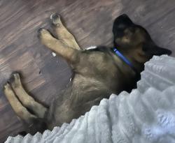 Lost Male Dog last seen Shields blvd , Oklahoma City, OK 73115