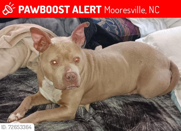Lost Female Dog last seen Near and park Ave.  Mooresville , Mooresville, NC 28115