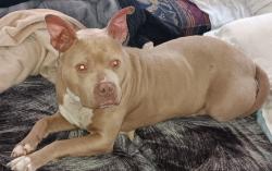 Lost Female Dog last seen Near and park Ave.  Mooresville , Mooresville, NC 28115