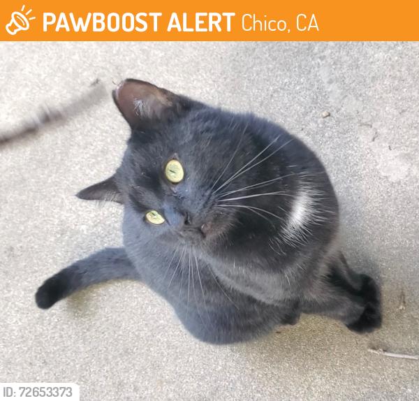 Found/Stray Male Cat last seen East Ave. , Chico, CA 95928