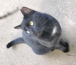 Found/Stray Male Cat last seen East Ave. , Chico, CA 95928
