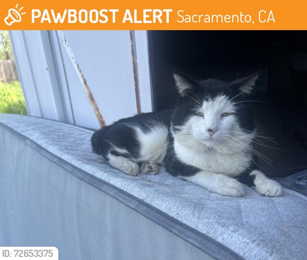 Found/Stray Male Cat last seen Near North Avenue Park, Sacramento, CA 95838