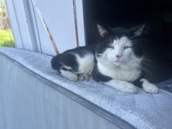 Found/Stray Male Cat last seen Near North Avenue Park, Sacramento, CA 95838