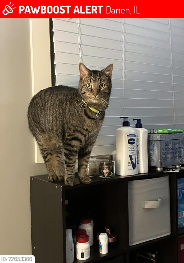 Lost Male Cat last seen 67th and Kingery highway. , Darien, IL 60561
