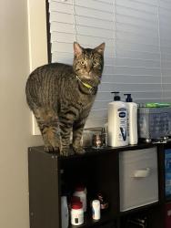 Lost Male Cat last seen 67th and Kingery highway. , Darien, IL 60561