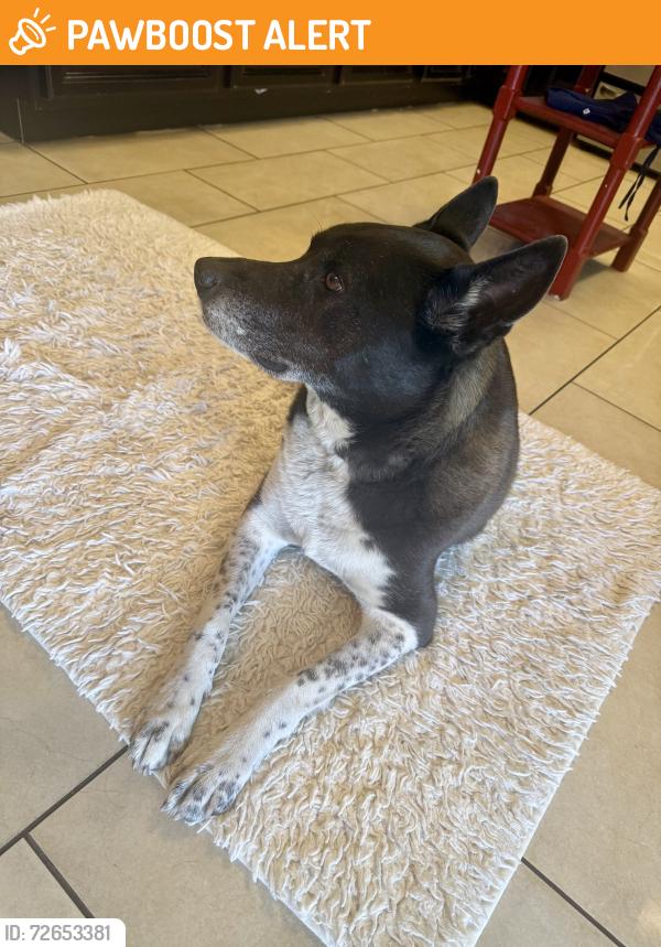 Found/Stray Female Dog last seen Spring valley lake post office , Spring Valley Lake, CA 92395
