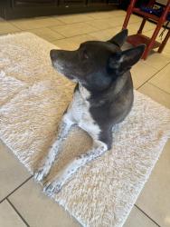Found/Stray Female Dog last seen Spring valley lake post office , Spring Valley Lake, CA 92395