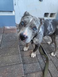 Found/Stray Female Dog last seen SW 176 street, Tamiami, FL 33184