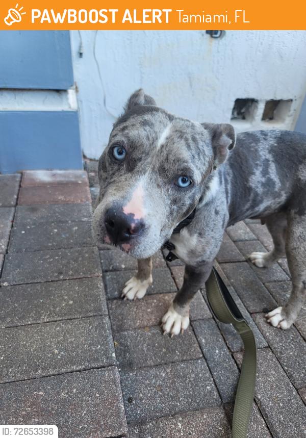 Found/Stray Female Dog last seen SW 176 street, Tamiami, FL 33184