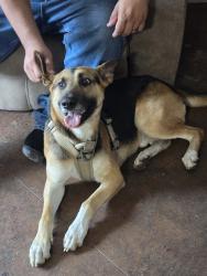 Found/Stray Male Dog last seen Dundee ave, Fort Worth, TX 76106