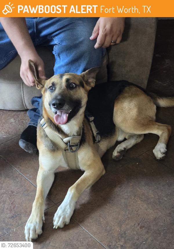 Found/Stray Male Dog last seen Dundee ave, Fort Worth, TX 76106