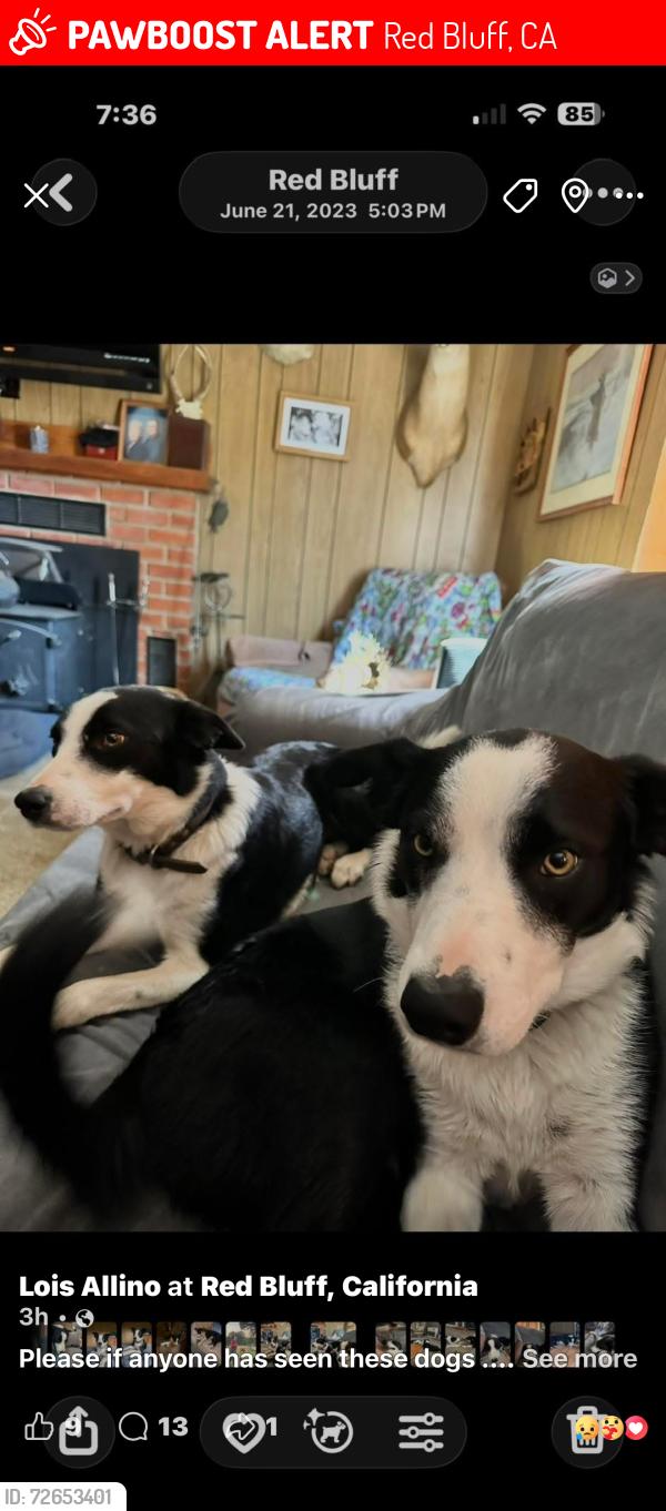 Lost Male Dog last seen McCoy , Red Bluff, CA 96080