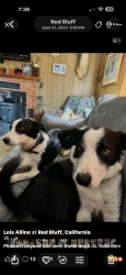 Lost Male Dog last seen McCoy , Red Bluff, CA 96080