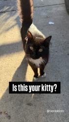 Found/Stray Unknown Cat last seen W. 236th, The Bronx, NY 10463