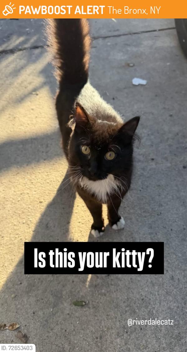 Found/Stray Unknown Cat last seen W. 236th, The Bronx, NY 10463
