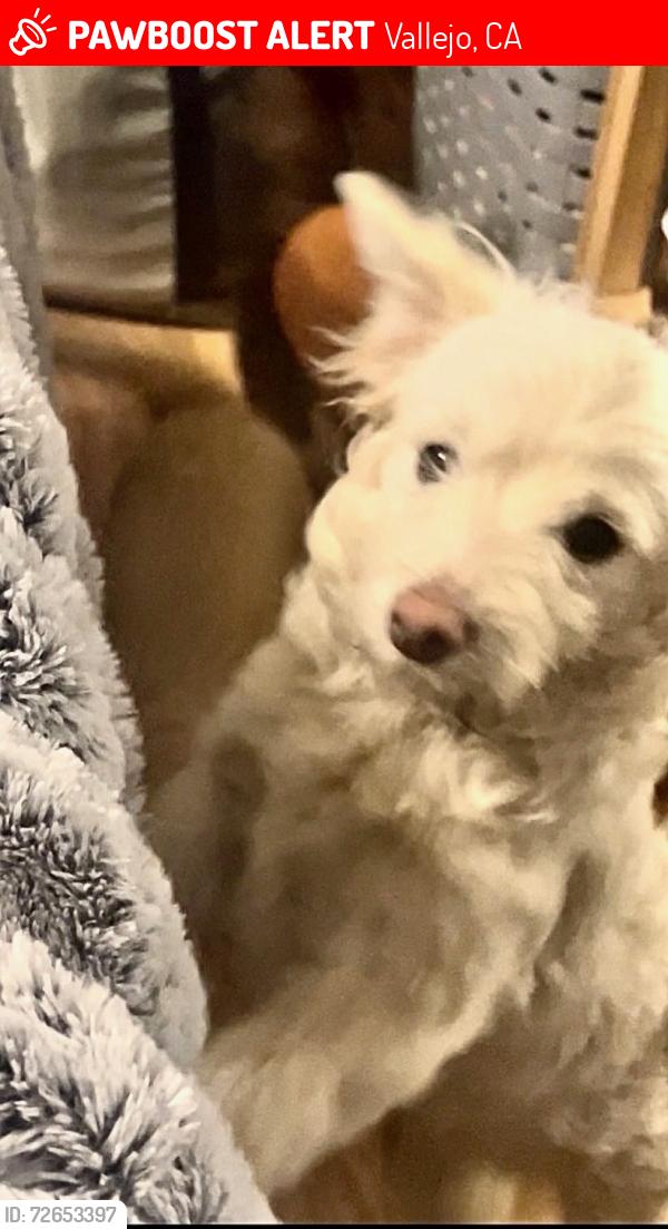 Lost Male Dog last seen Broadway and Michigan , Vallejo, CA 94589