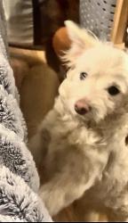 Lost Male Dog last seen Broadway and Michigan , Vallejo, CA 94589