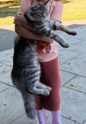 Lost Male Cat last seen Prairie Tavern, Brush Prairie, WA 98606