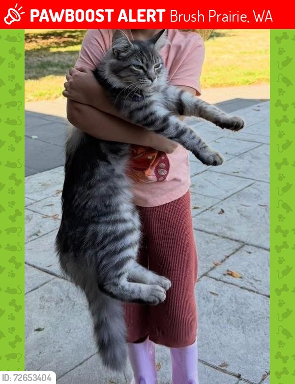 Lost Male Cat last seen Prairie Tavern, Brush Prairie, WA 98606