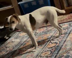 Lost Male Dog last seen Near Jesuit on Banks St, New Orleans, LA 70119