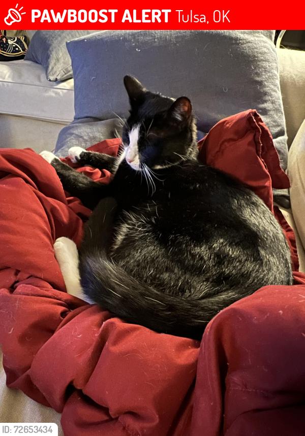 Lost Male Cat last seen Near E 77th St, Tulsa, OK 74133
