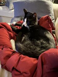 Lost Male Cat last seen Near E 77th St, Tulsa, OK 74133