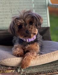 Lost Female Dog last seen Price Mill Road Bishop, GA 30621, Bishop, GA 30621