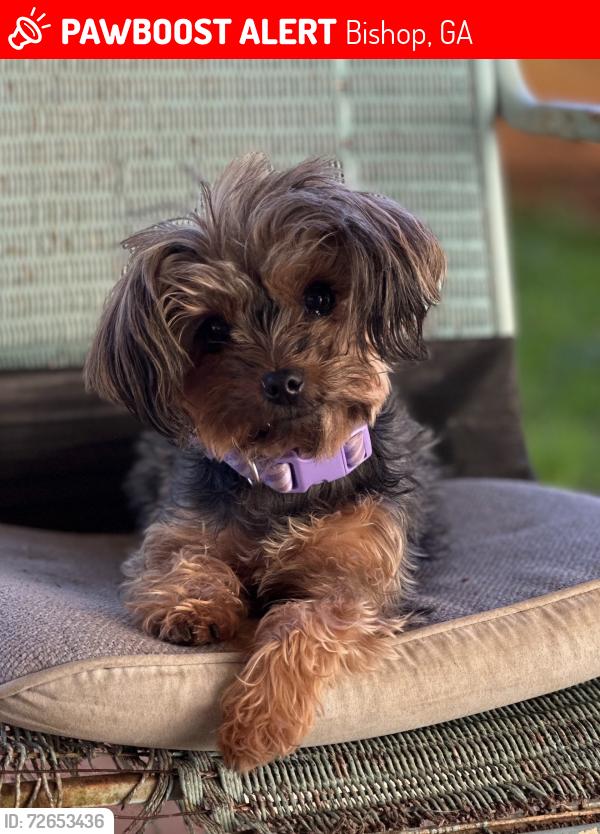 Lost Female Dog last seen Price Mill Road Bishop, GA 30621, Bishop, GA 30621