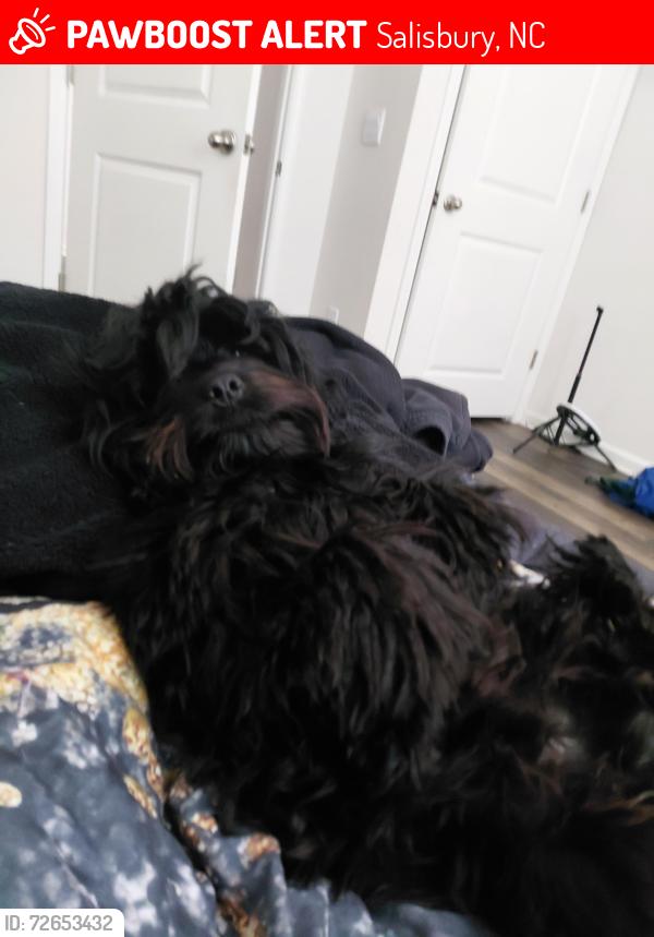 Lost Male Dog last seen Food Lion, Salisbury, NC 28146