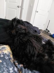 Lost Male Dog last seen Food Lion, Salisbury, NC 28146