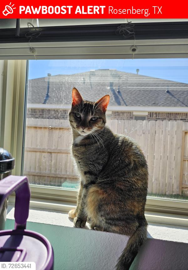 Lost Female Cat last seen Millers pond neighborhood, Rosenberg, TX 77471