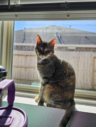 Lost Female Cat last seen Millers pond neighborhood, Rosenberg, TX 77471