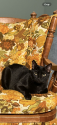 Lost Male Cat last seen Grand Ave , Des Moines, IA 50312