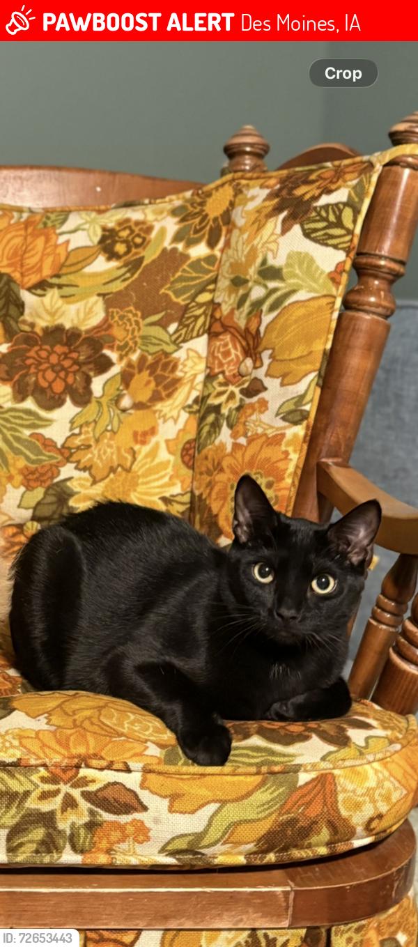 Lost Male Cat last seen Grand Ave , Des Moines, IA 50312