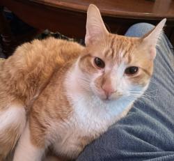 Lost Male Cat last seen N Adams and Leigh, Richmond, VA 23220